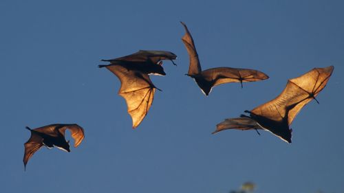 Image of bats