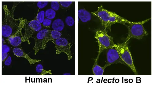 Images: Human tetherins (left) versus tetherins from the Australian black flying fox (right).